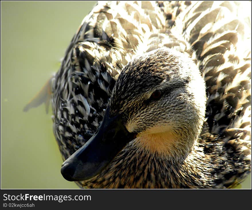 Beautiful image of a duck floating on the water. Beautiful image of a duck floating on the water