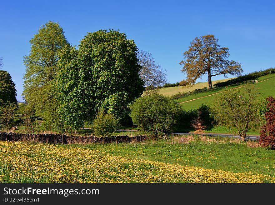 A field of Dandelions in a rural setting. Taken in Spring