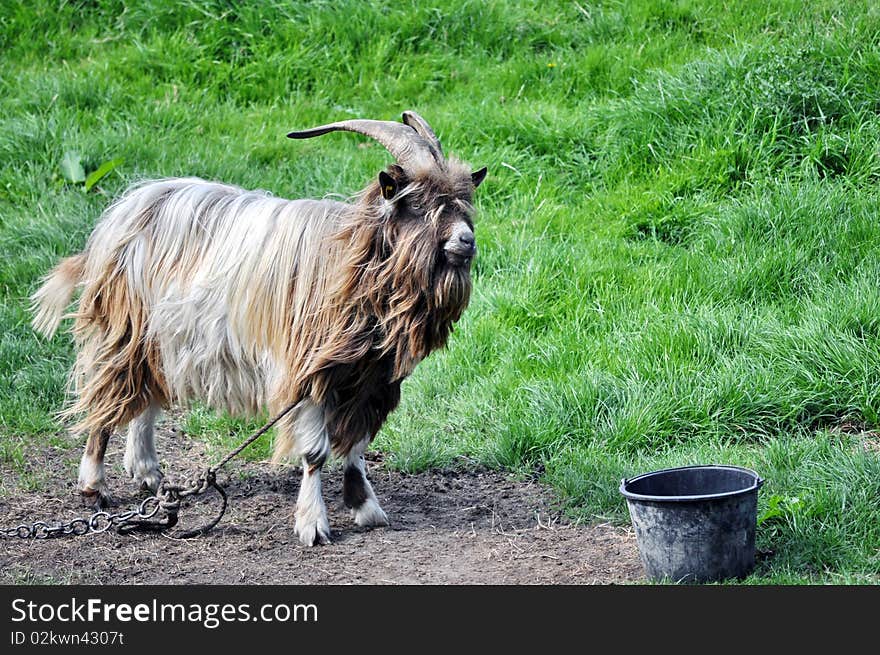 Chained Goat