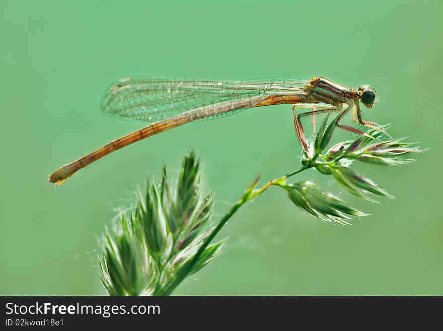 Dragonfly resting on a plant