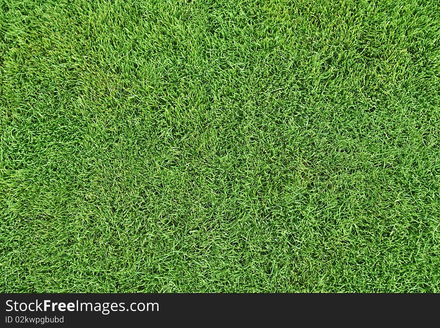 Close up with fresh grass. Close up with fresh grass