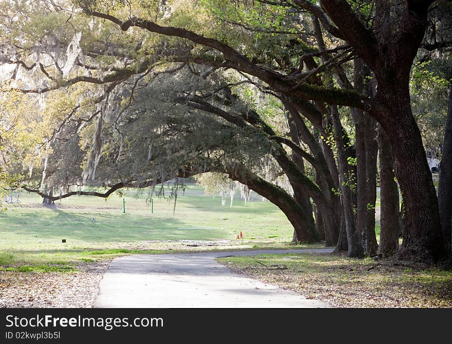 Spanish Moss Trees