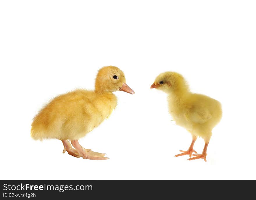 Duckling and chicken on white background. Duckling and chicken on white background