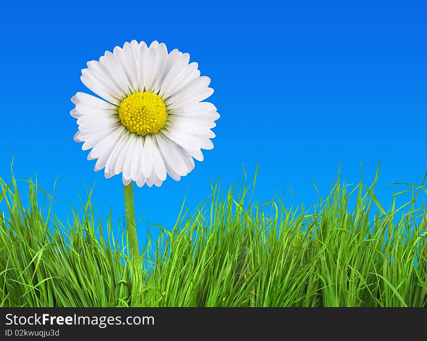 Flower on grass