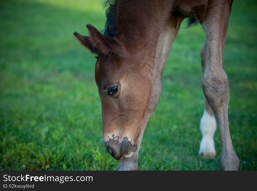 Foal in pasture ears up and grazing. Foal in pasture ears up and grazing