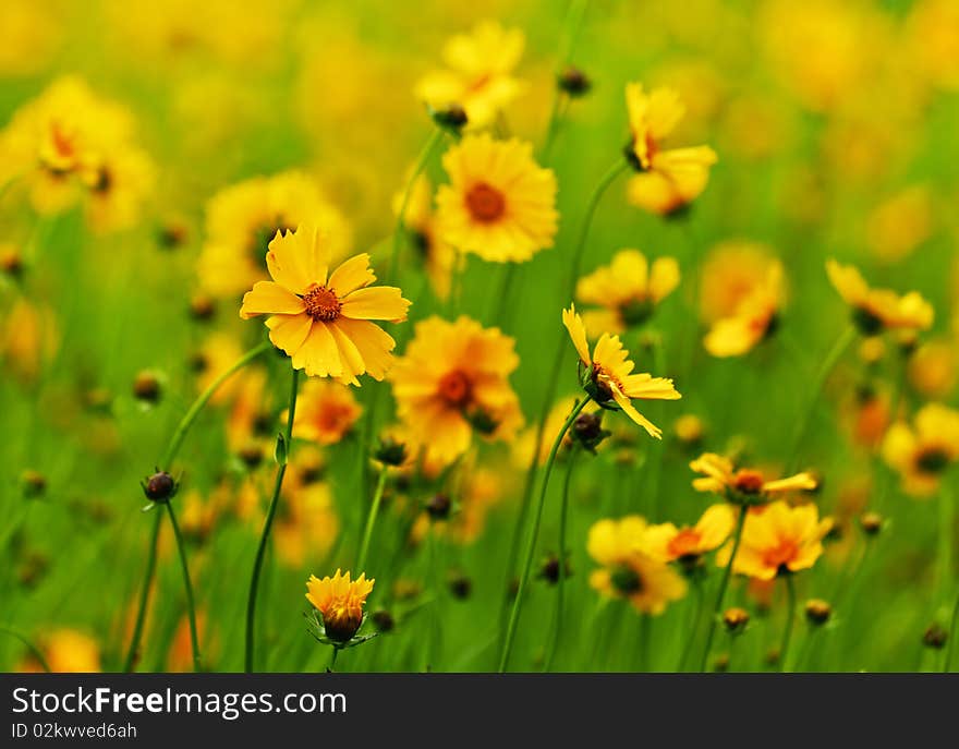 Close up with yellow flowers