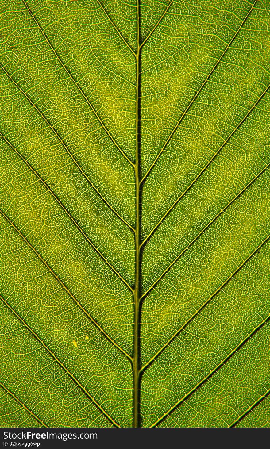 Closeup image of green leaf structure, with veins and cells. Closeup image of green leaf structure, with veins and cells.