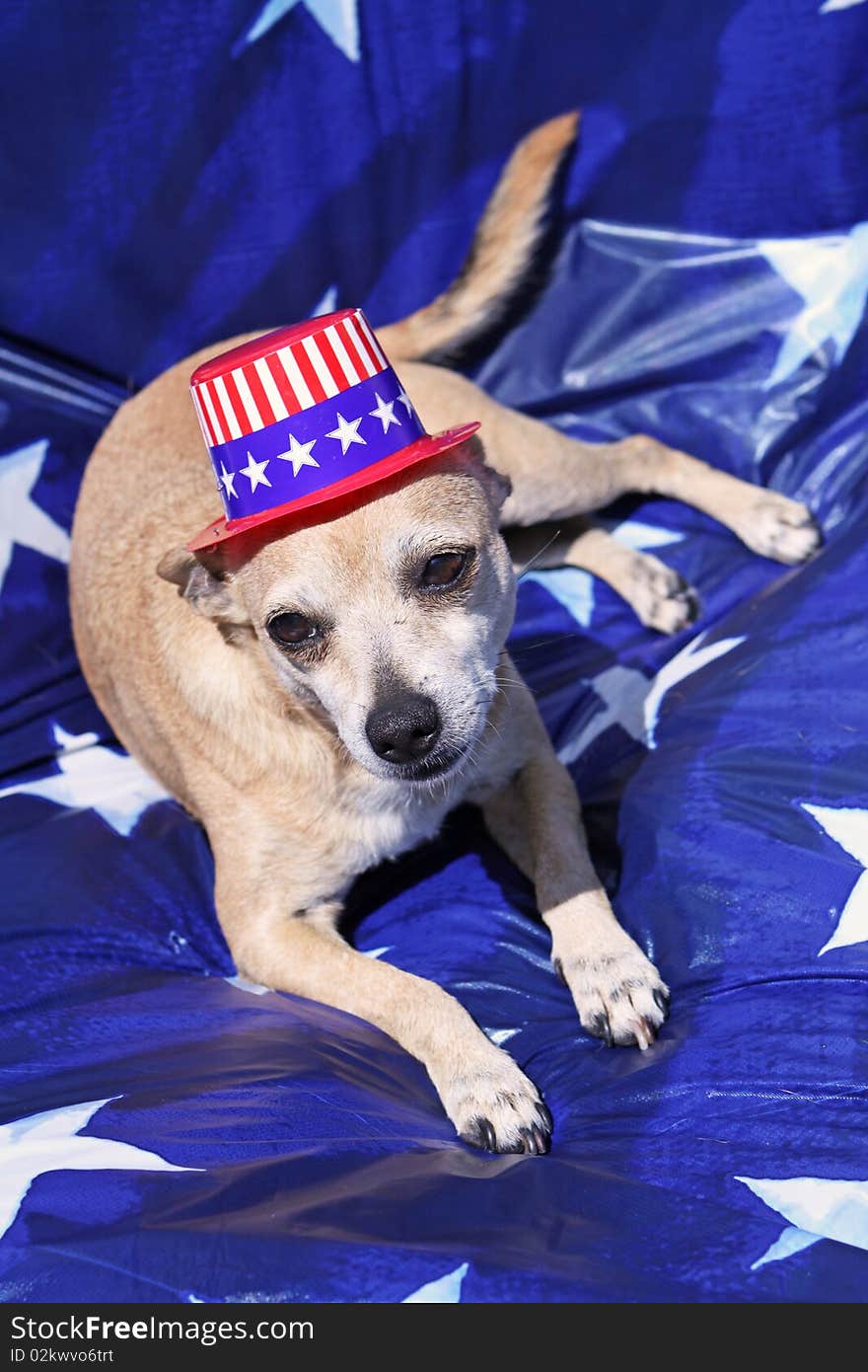 Mexican Chihuahua wearing patriotic hat on blue and white stars background. Mexican Chihuahua wearing patriotic hat on blue and white stars background.