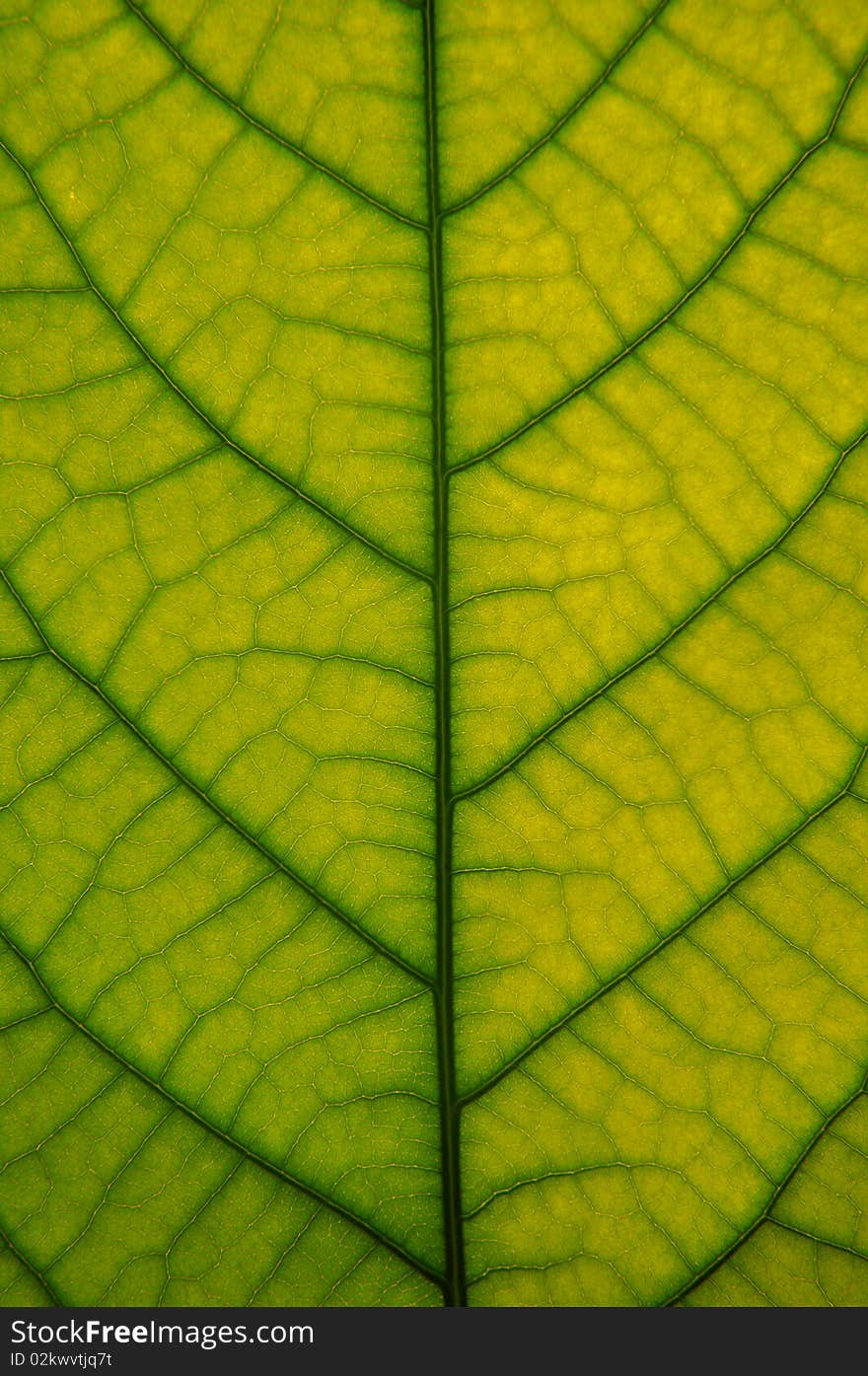 Closeup image of green leaf structure, with veins and cells. Closeup image of green leaf structure, with veins and cells