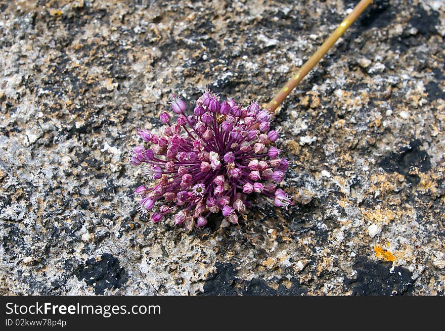 Purple Flower Of Wild Garlic.