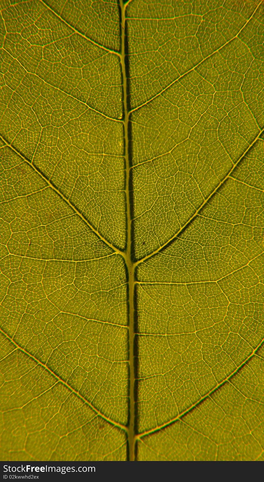 Closeup image of green leaf structure, with veins and cells. Closeup image of green leaf structure, with veins and cells