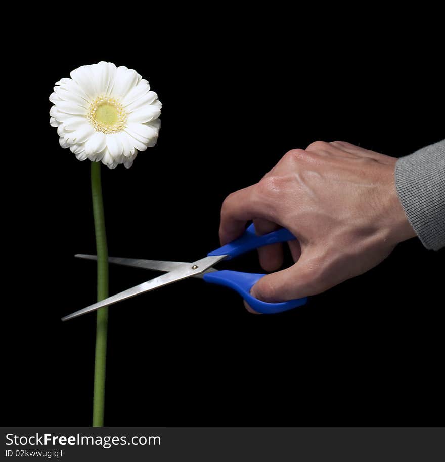 One white flower being cut with a pair of blue scissors