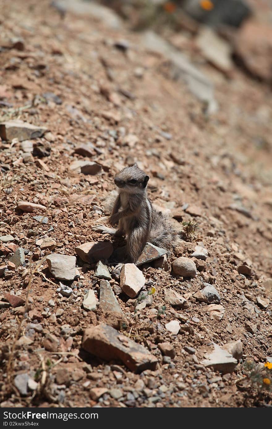 Small ground squirrel among stones and flowers