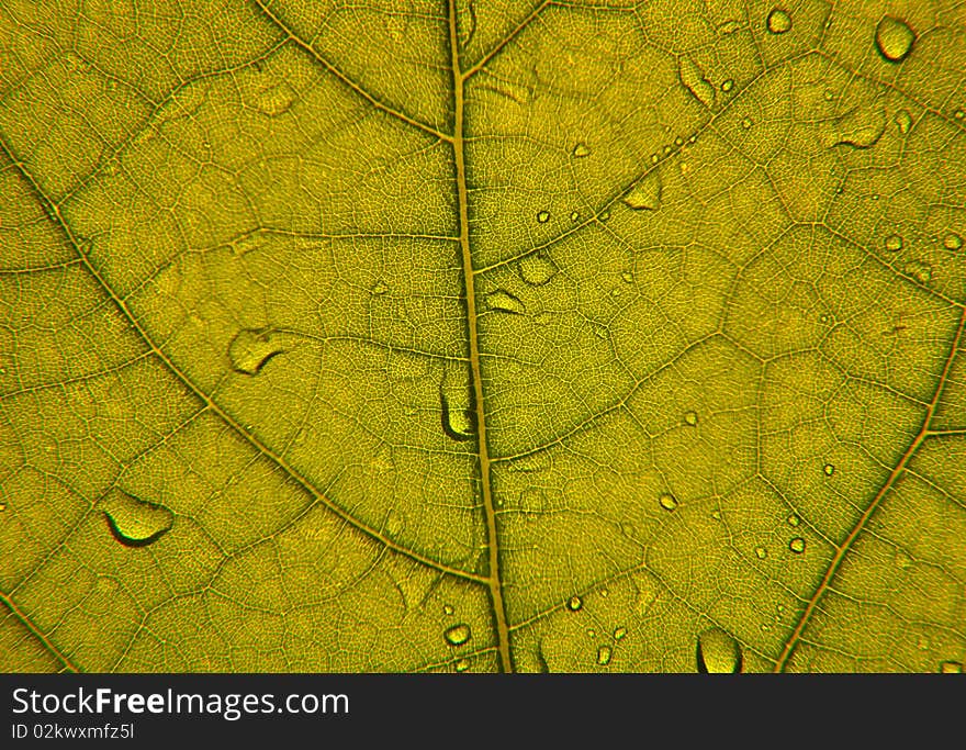 Closeup image of green leaf structure, with veins and cells. Closeup image of green leaf structure, with veins and cells