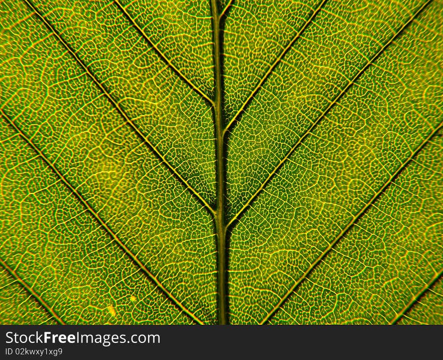 Closeup image of green leaf structure, with veins and cells. Closeup image of green leaf structure, with veins and cells