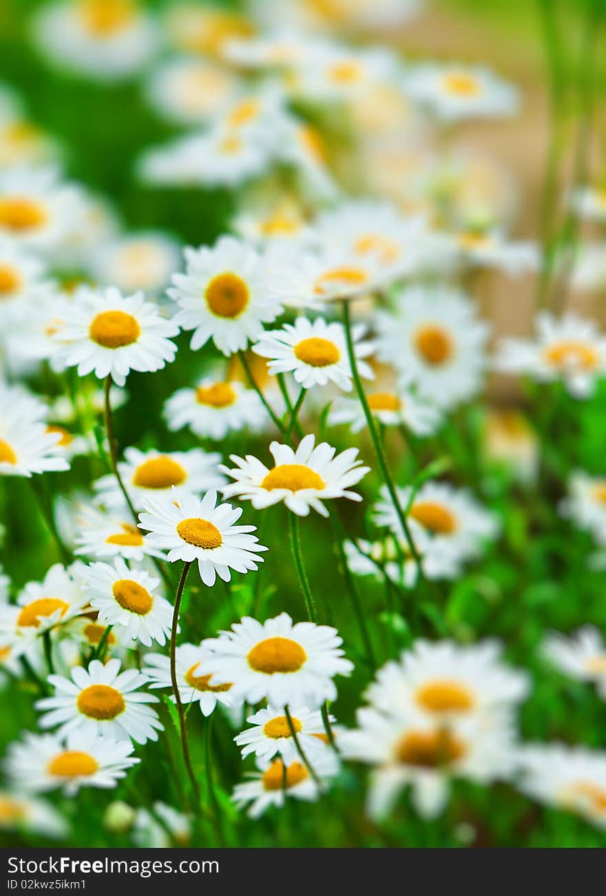 Close up with white daisies. Close up with white daisies