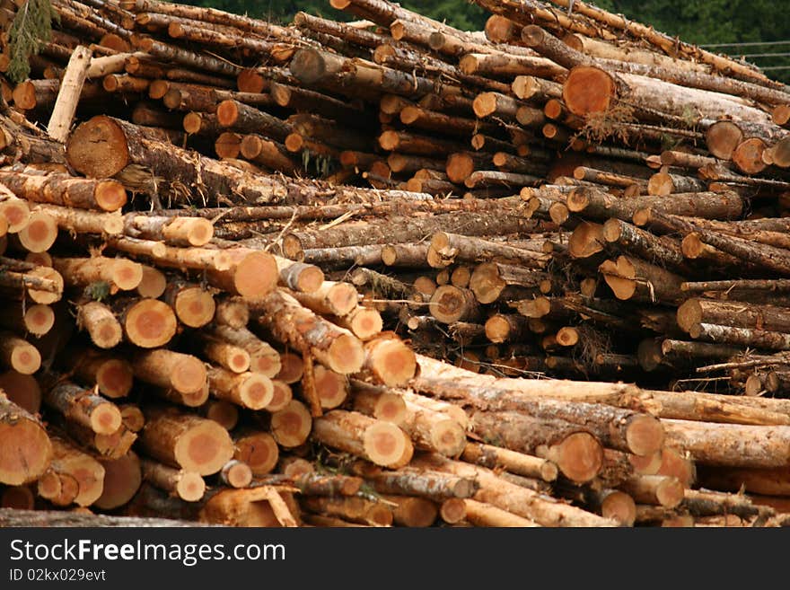 Fresh Cut Logs in the Logging yard