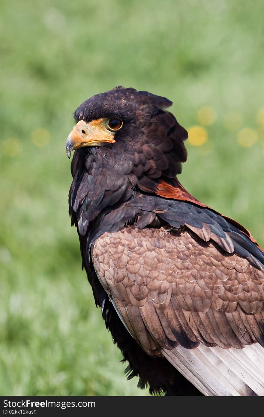 Predatory bird sitting in the grass looking around. Predatory bird sitting in the grass looking around