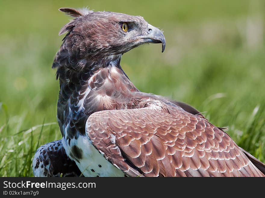 Predatory bird sitting in the grass looking over it's shoulder. Predatory bird sitting in the grass looking over it's shoulder