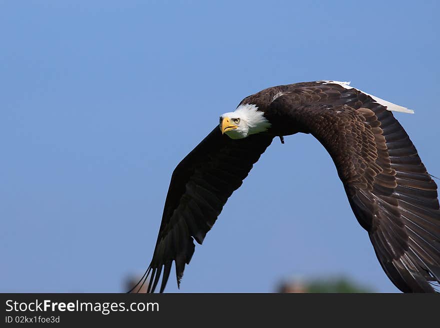 Beautiful bald eagle flying against blue sky