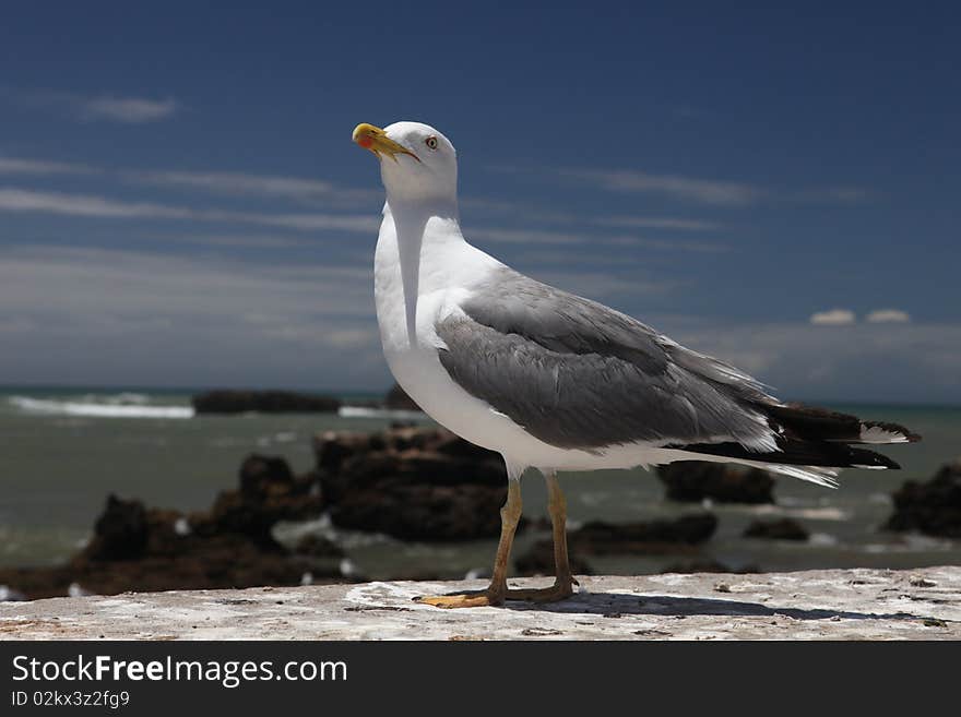 Proud cormorant on ocean background