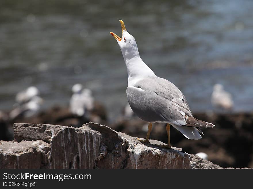 Big crying cormorant on stone. Big crying cormorant on stone