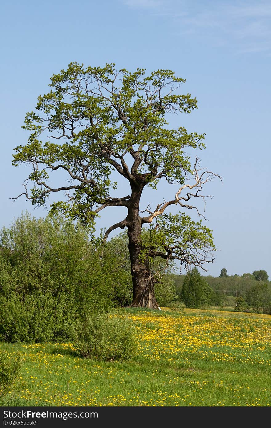 Summer meadow with dandelion flower and tree