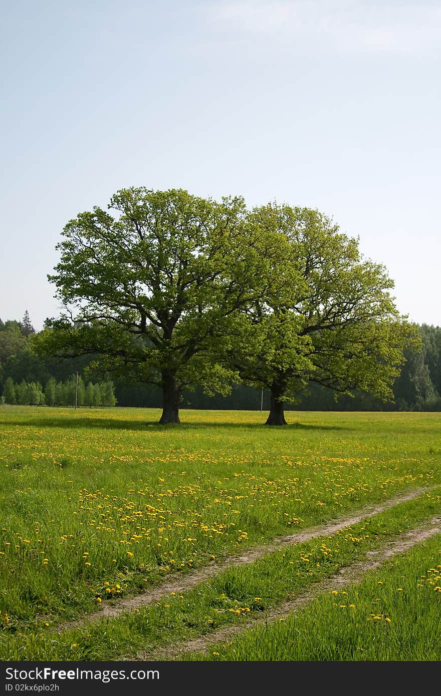 Summer meadow with dandelion flower and tree