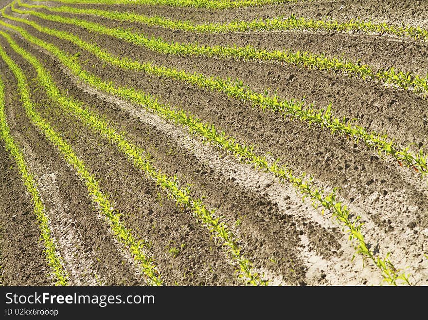 Campaign with meadows and cultivated fields