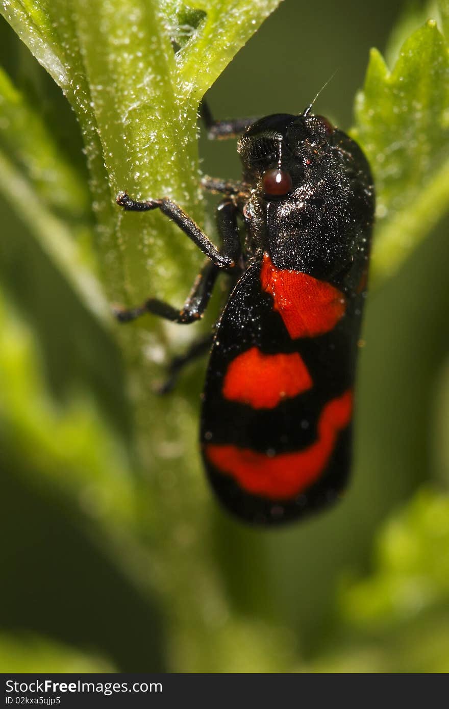 The macro of the froghopper on the footstalk of a flower. The froghoppers, or the superfamily Cercopoidea, are a group of Hemipteran insects, in the suborder Auchenorrhyncha. Cercopidae are the largest family of Cercopoidea, a xylem-feeding insect group. The macro of the froghopper on the footstalk of a flower. The froghoppers, or the superfamily Cercopoidea, are a group of Hemipteran insects, in the suborder Auchenorrhyncha. Cercopidae are the largest family of Cercopoidea, a xylem-feeding insect group.