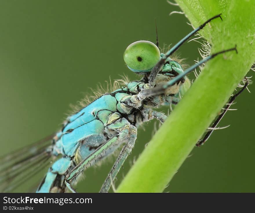 Blue dragonfly sitting on plant