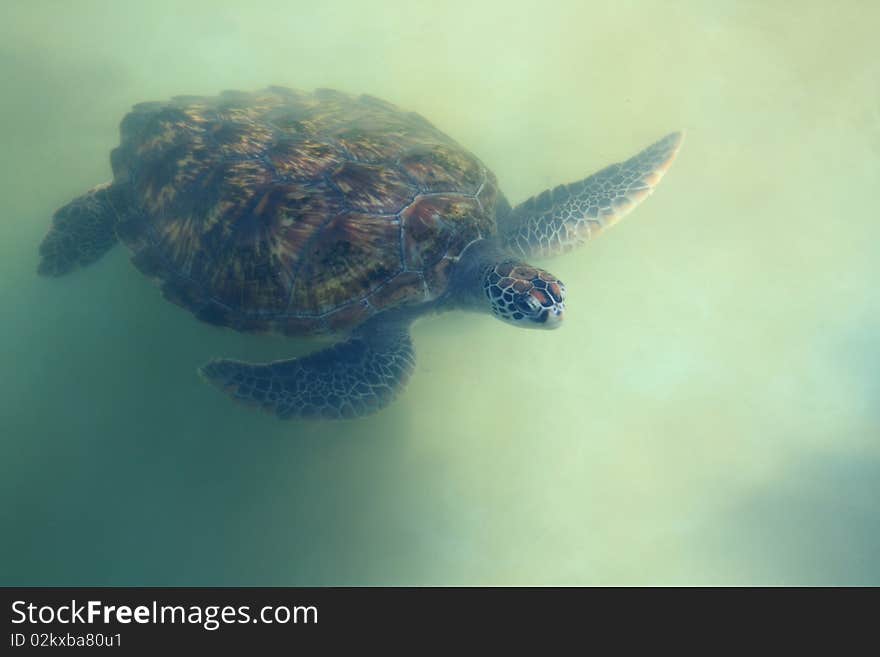 Green turtle are swimming back to shore.