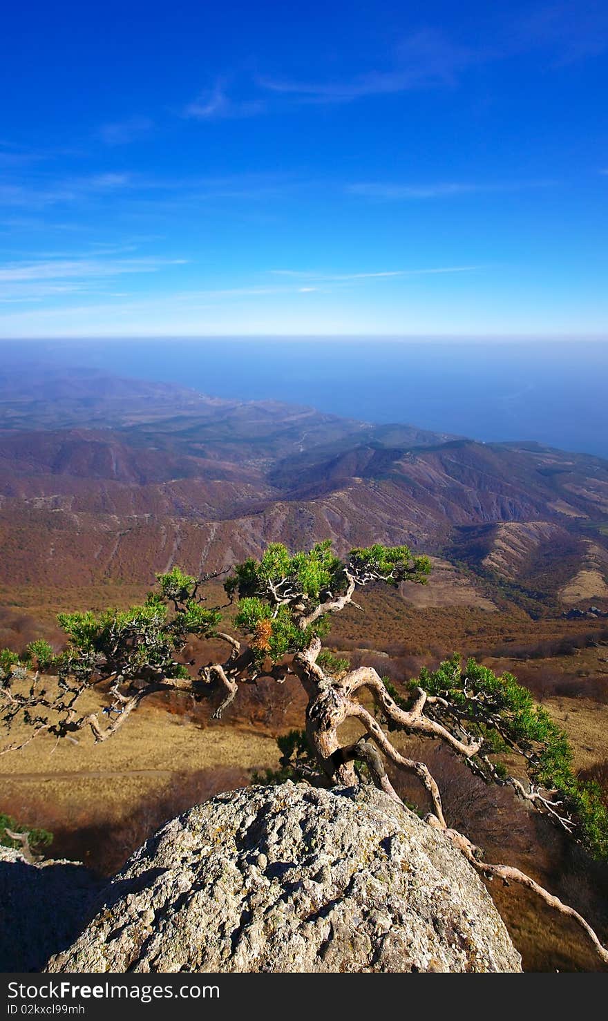 Tree of the pine on background of the mountains and blue sky. Tree of the pine on background of the mountains and blue sky