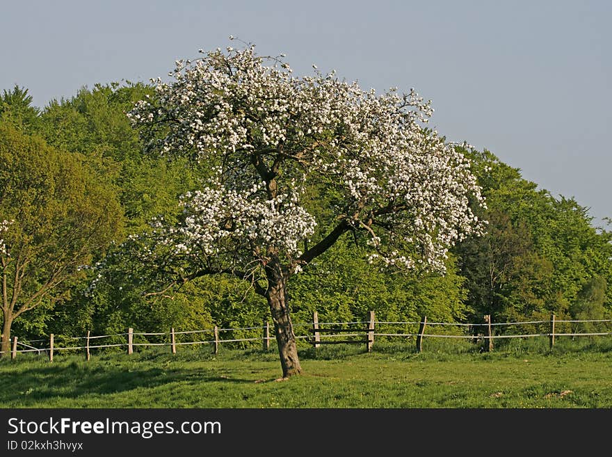 Apple tree in spring, Lower Saxony, Germany, Europe