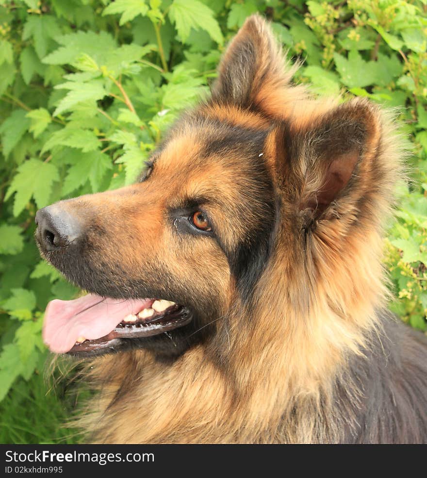 German shepherd