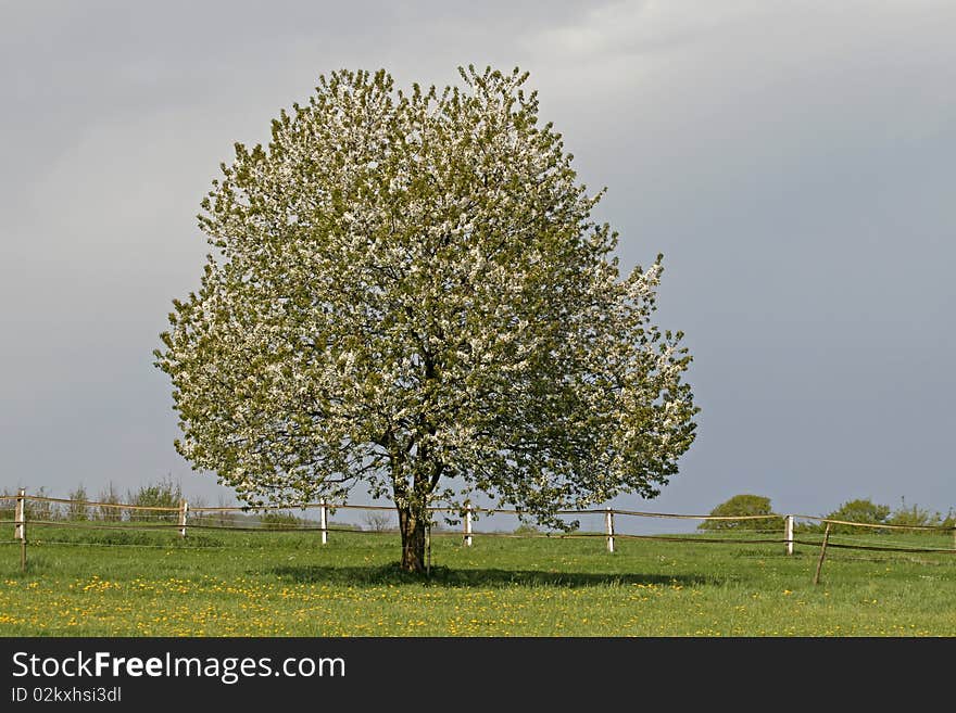 Cherry tree in spring, Lower Saxony, Germany