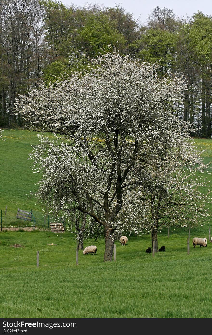 Cherry Tree In Spring With Sheeps, Germany