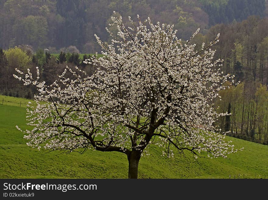 Cherry tree in Hagen, Germany