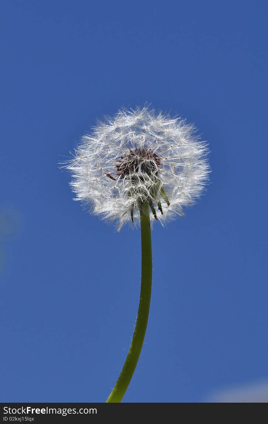 A dandelion in blue background.