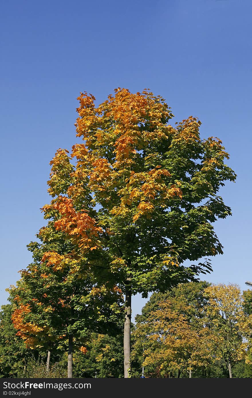 Maple tree (Acer) in autumn