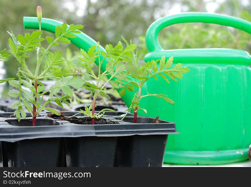 Watering can and young plants. Watering can and young plants