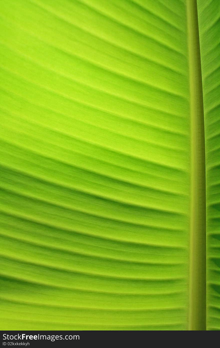 A green banana leaf background with lines