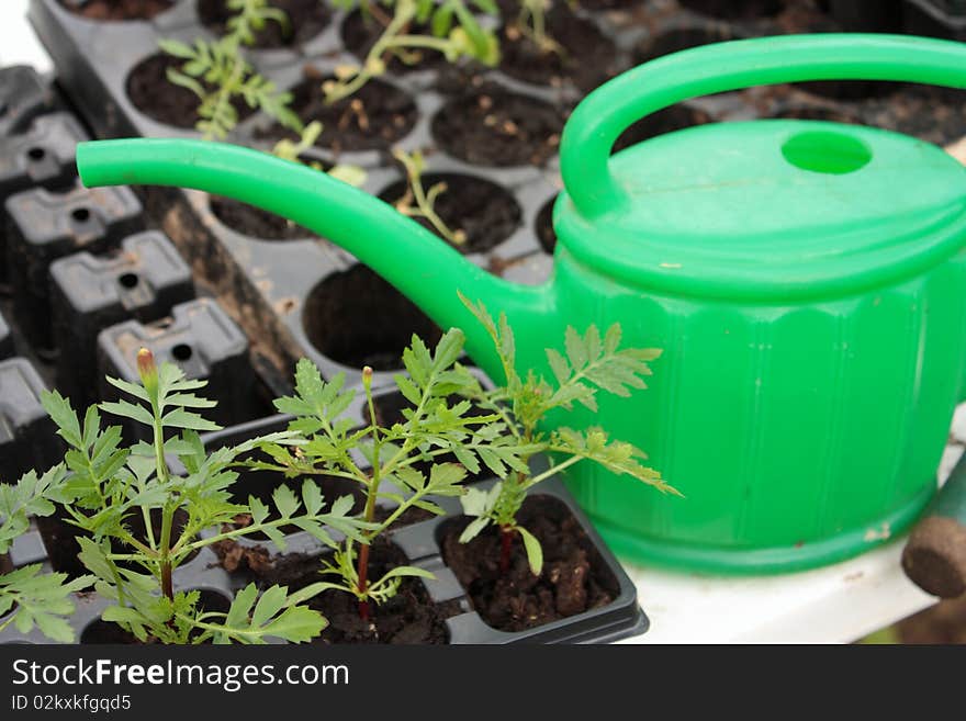 Watering can and young plants. Watering can and young plants