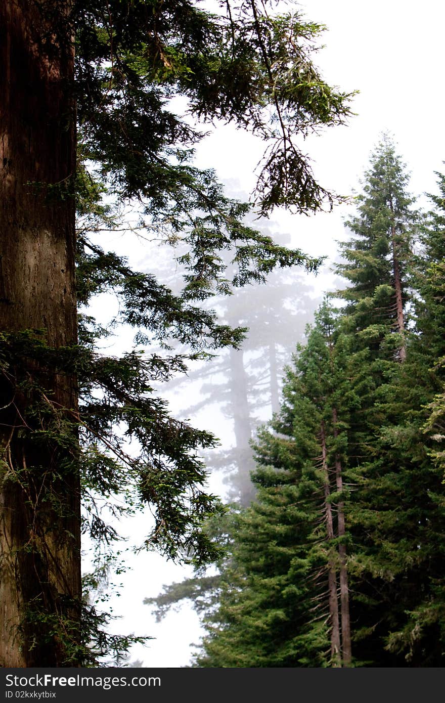 Morning fog in the lush forest. Morning fog in the lush forest