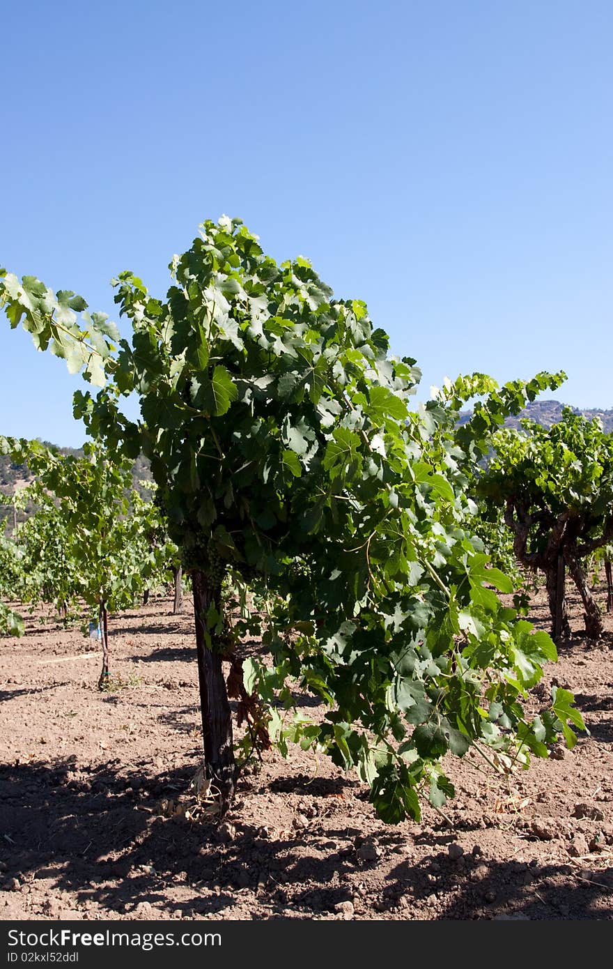 Scenic view of a Napa Valley vineyard