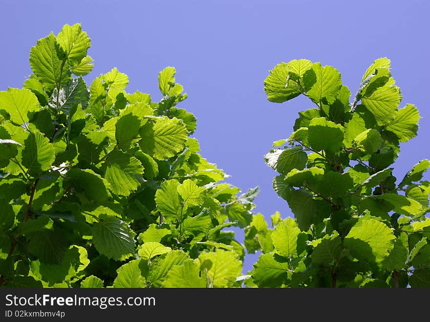 Green Leaves Against Sky