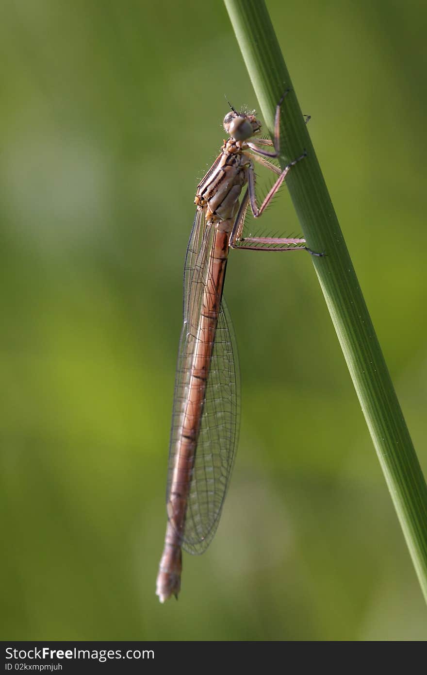 The macro of the white-legged damselfly (platycnemis Pennipes)