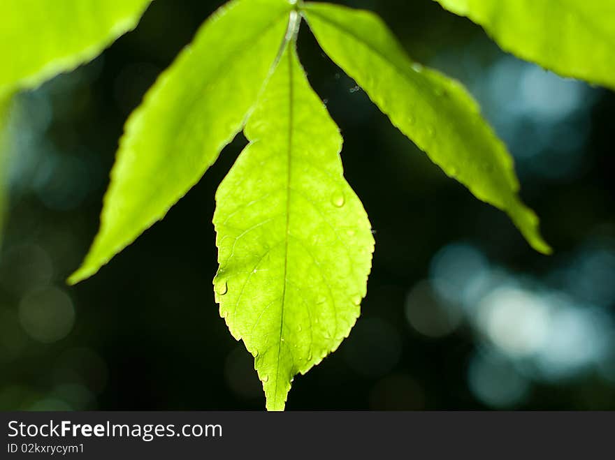 Leaf and bokeh