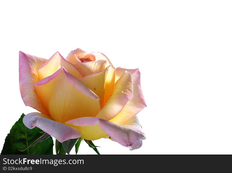 Yellow-pink rose