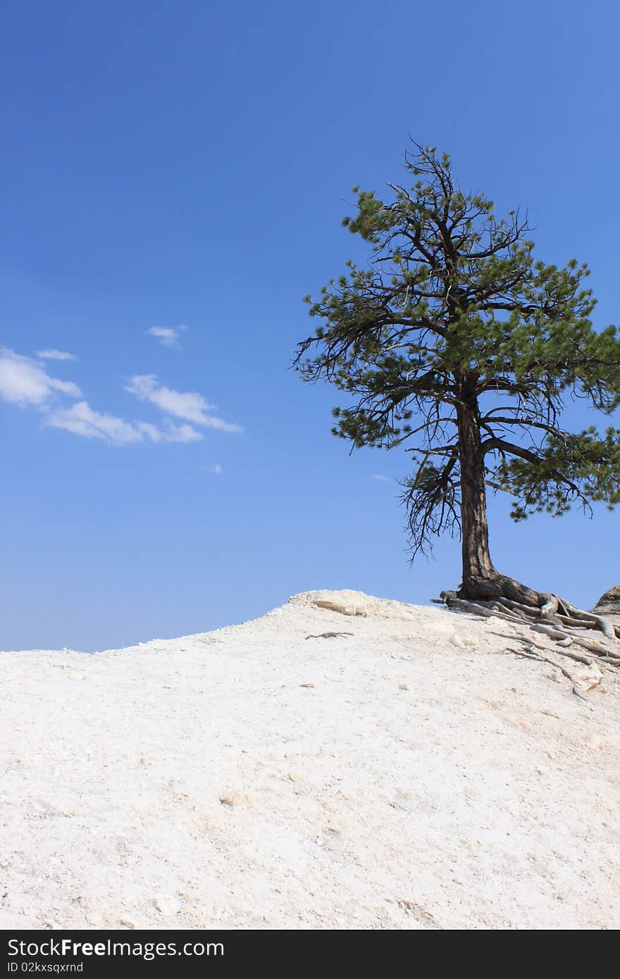 Lone pine tree on edge of canyon in Bryce Canyon National Park. Lone pine tree on edge of canyon in Bryce Canyon National Park